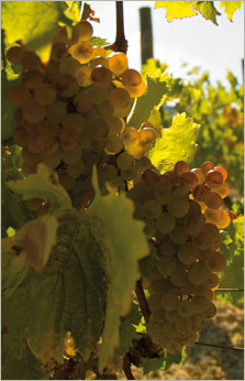 Vigne Raisin blanc Vermentino