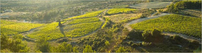 Terroir Vignes du Domaine de Cantaussel