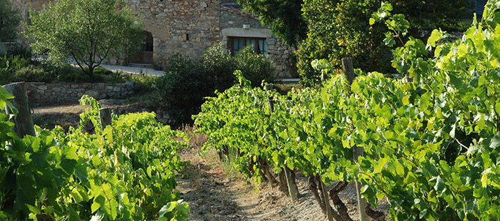 Vendanges Bio Domaine de Cantaussel