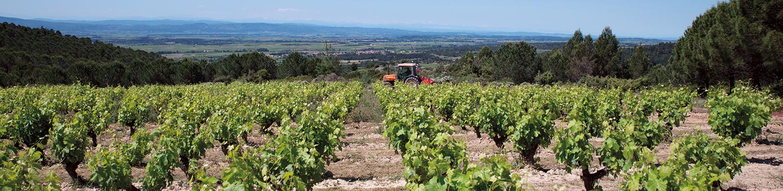 Vignoble Minervois - Cantaussel