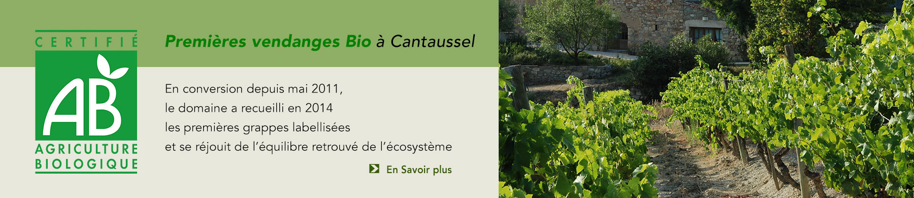 Première Vendanges BIO à cantaussel